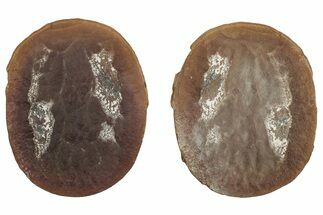 Fossil Jellyfish (Essexella) In Ironstone Pos/Neg - Illinois #262946