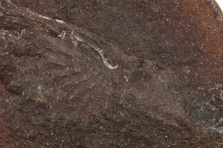 Fossil Shrimp (Peachocaris) Nodule Pos/Neg - Mazon Creek #262958