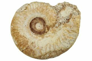 Callovian Ammonite (Hecticoceras) Fossil - France #262968