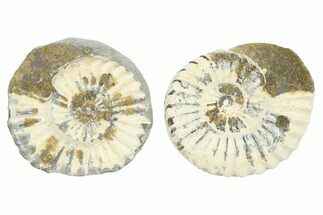 Jurassic Ammonite (Pleuroceras) Fossil - Germany #262638