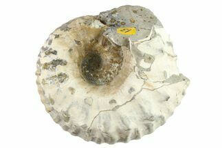 Jurassic Ammonite (Liparoceras) Fossil - England #262648