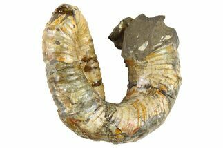 Cretaceous Heteromorph Ammonite (Didymoceras) - Montana #262650