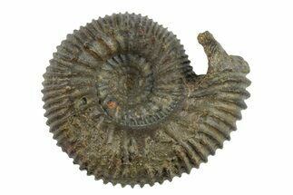 Jurassic Ammonite (Normannites) Fossil - Switzerland #262655