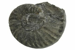 Triassic Fossil Ammonite (Frenchites) - Nevada #262677