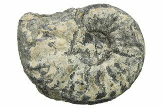 Triassic Fossil Ammonite (Frenchites) - Nevada #262682