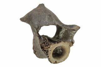 Permian Reptile Fossil Vertebra - Oklahoma #261409