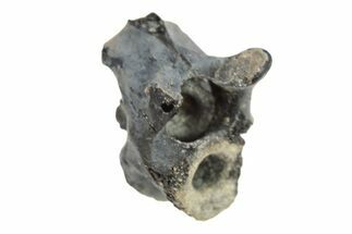 Permian Reptile Fossil Vertebra - Oklahoma #261410