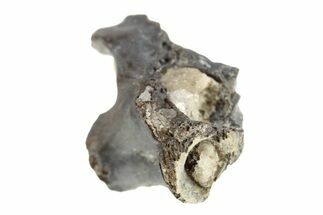 Permian Reptile Fossil Vertebra - Oklahoma #261462