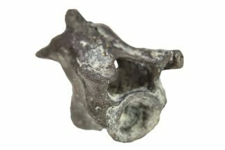 Permian Reptile Fossil Vertebra - Oklahoma #261463