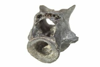 Permian Reptile Fossil Vertebra - Oklahoma #261464