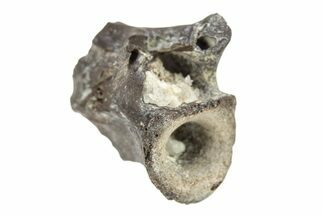 Permian Reptile Fossil Vertebra - Oklahoma #261465