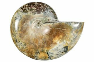 Polished Ammonite (Phylloceras?) Fossil - Madagascar #262117