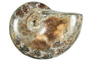 Polished Ammonite (Phylloceras?) Fossil - Madagascar #262118