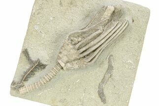 Fossil Crinoid (Macrocrinus) - Crawfordsville, Indiana #263075