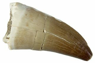 Fossil Mosasaur (Prognathodon) Tooth - Morocco #262833