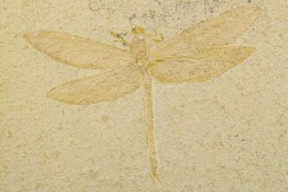 Huge Fossil Dragonfly (Cymatophlebia) - Solnhofen Limestone #263474