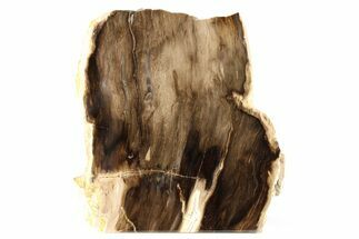 Polished, Petrified Wood (Metasequoia) Stand Up - Oregon #263491