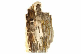 Polished, Petrified Wood (Metasequoia) Stand Up - Oregon #263504