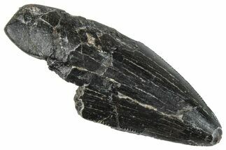 Serrated Tyrannosaur Tooth - Two Medicine Formation #263781