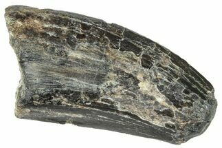 Serrated Tyrannosaur Tooth - Two Medicine Formation #263785