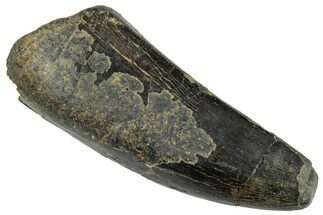 Partial Serrated Tyrannosaur Tooth - Two Medicine Formation #263797