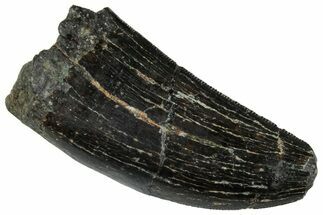 Serrated Tyrannosaur Tooth - Two Medicine Formation #263804
