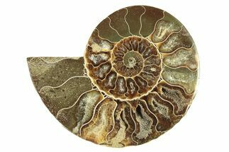 Cut & Polished Ammonite Fossil (Half) - Madagascar #263623