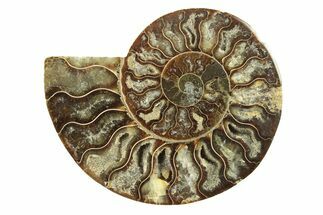 Cut & Polished Ammonite Fossil (Half) - Madagascar #263627
