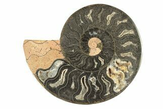 Cut & Polished Ammonite Fossil (Half) - Unusual Coloration #263640
