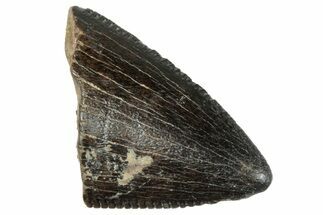 Serrated Tyrannosaur Tooth Tip - Judith River Formation #263835