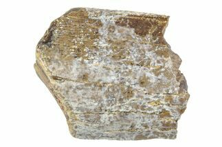 Fossil Tyrannosaurus (T-Rex) Tooth Section - Wyoming #263915