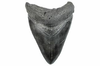 Fossil Megalodon Tooth - South Carolina #263926