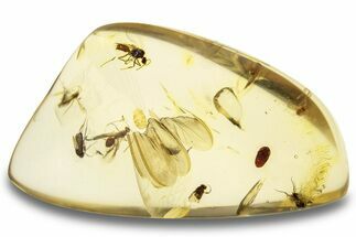 Polished Colombian Copal ( g) - Flies & Snout Beetle #263984
