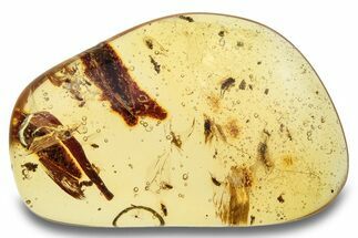 Polished Colombian Copal ( g) - Contains Insects & Plants! #263998