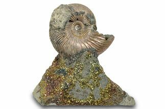 Iridescent, Pyritized Ammonite (Quenstedticeras) Fossil Display #264175