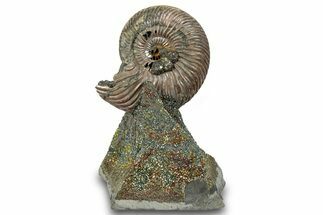 Iridescent, Pyritized Ammonite (Quenstedticeras) Fossil Display #264177