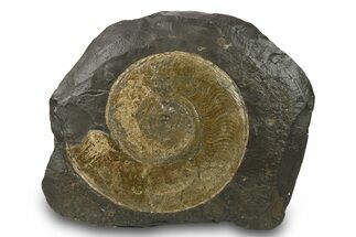 Jurassic Ammonite (Harpoceras) Fossil - Posidonia Shale, Germany #264537