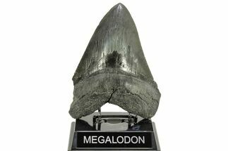 Serrated, Fossil Megalodon Tooth - Foot Shark #264539