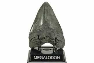 Huge, Fossil Megalodon Tooth - South Carolina River Meg #264540
