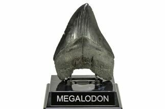 Serrated, Fossil Megalodon Tooth - South Carolina #264545