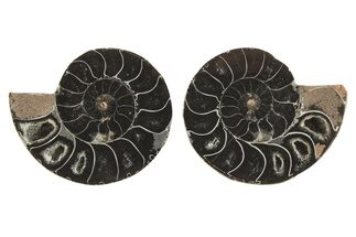 Black, Cut & Polished, Ammonite Fossils - / to / Size #264666