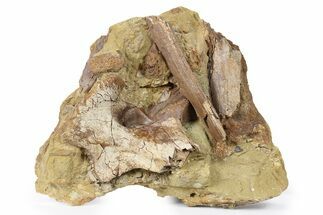Fossil Dinosaur Bones in Sandstone - Wyoming #264516