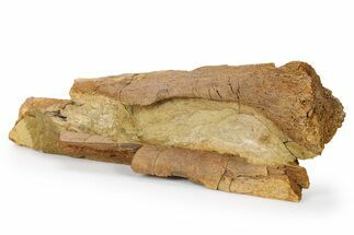 Fossil Dinosaur Bones in Sandstone - Wyoming #264609