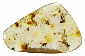 Polished Colombian Copal ( g) - Contains Insects! #264060