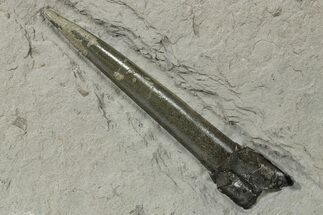 Pyritized Fossil Belemnite (Acrocoelites) - Germany #264594