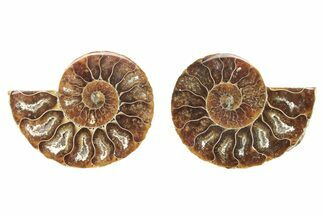 Cut & Polished Agatized Ammonite Fossils - to / Size #264752