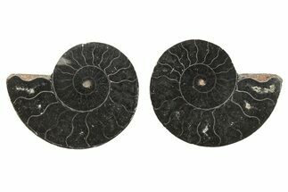 Black, Cut & Polished, Ammonite Fossils - to / Size #264753