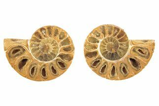 Orange, Jurassic-Aged Cut & Polished Ammonite Fossils - / to / #264754