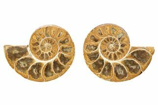 Orange, Jurassic-Aged Cut & Polished Ammonite Fossils - / to #264755