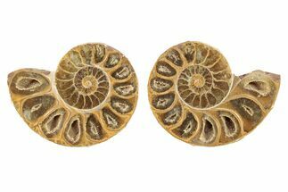 Orange, Jurassic-Aged Cut & Polished Ammonite Fossils - to / #264756